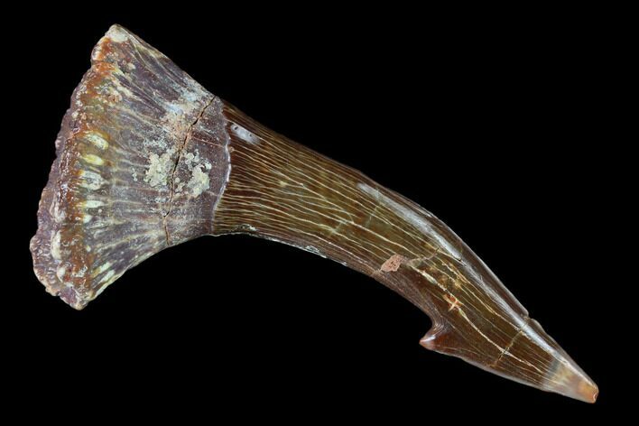Fossil Sawfish (Onchopristis) Rostral Barb- Morocco #135000